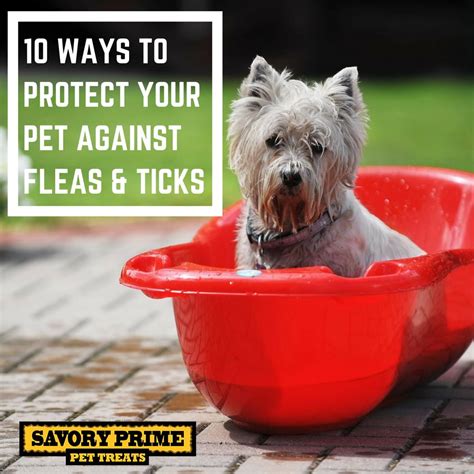 10 Ways To Protect Your Pet Against Fleas Ticks Savory Prime Pet Treats