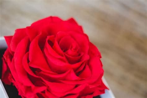 12 Best Options For Preserved Everlasting Roses Delivery 2023