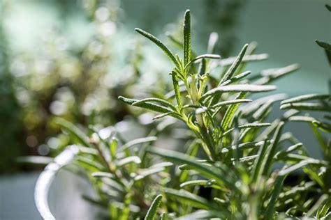 15 Unusual Ways To Use Rosemary That Goes Way Beyond Cooking How To