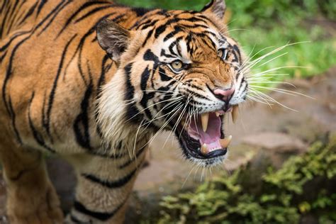 2. 10 Perfect Ways To Master The Tiger's Roar: A Pro's Take Today