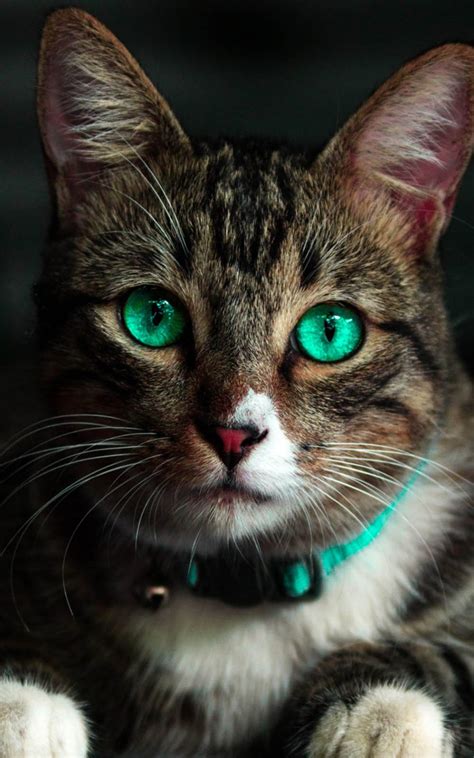 2. 7 Power Tips For Appreciating Feline Greeneyed Beauty Now