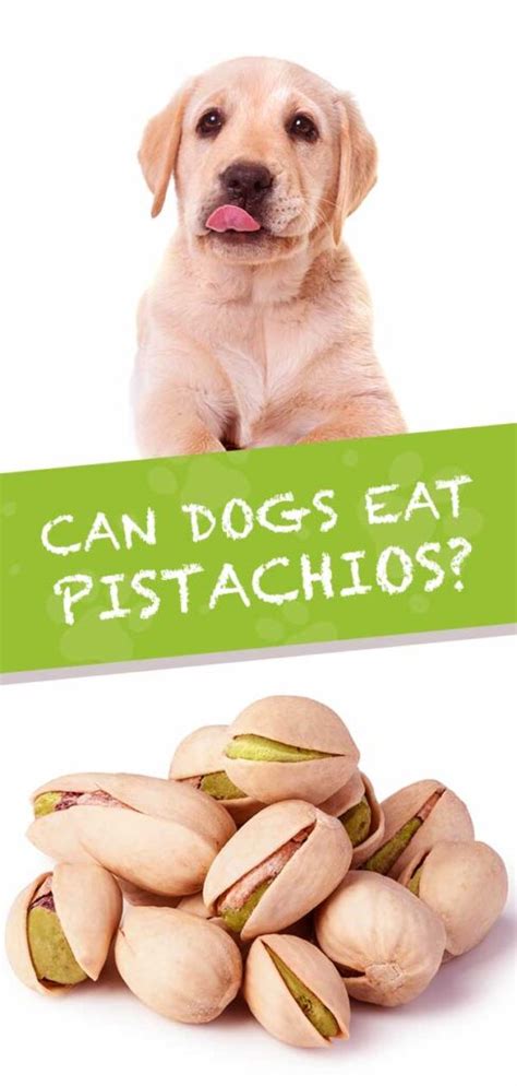 2. 7 Pro Tips: Safely Treat Your Dog With Pistachios Now