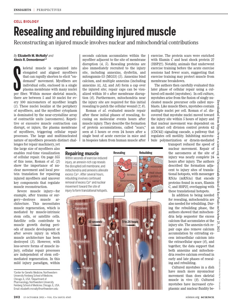 2021 Resealing And Rebuilding Injured Muscle Pdf Skeletal Muscle