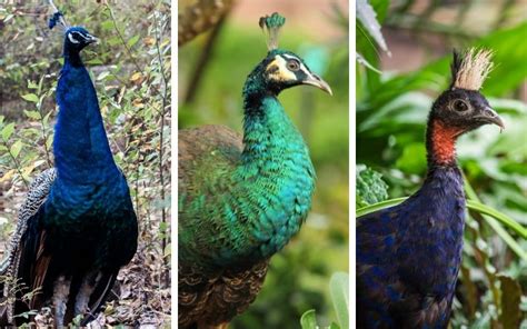 3 Different Types Of Peacocks Learnpoultry