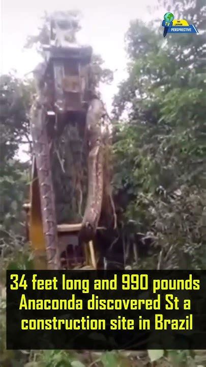 34 Feet Long And 990 Pounds Anaconda Discovered At Construction Site In