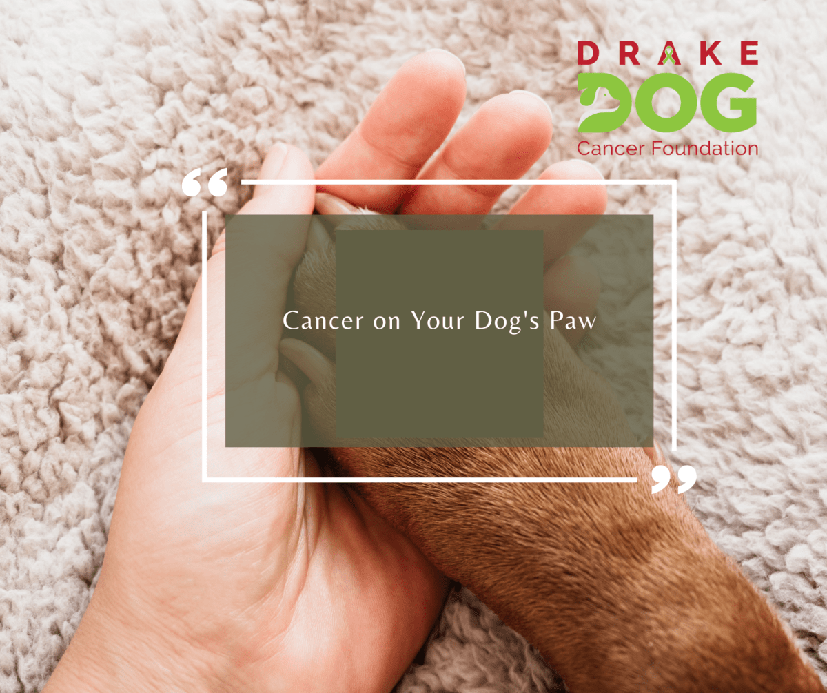 5 Pro Tips To Tackle Dog Cancer On Paw Today