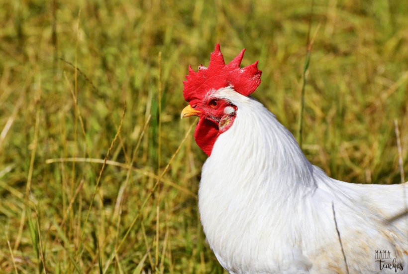 50 Chicken Facts For Kids That Will Surprise You Facts For Kids