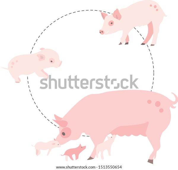 A Pig's Life Cycle: The Ultimate Guide To Growth & Development