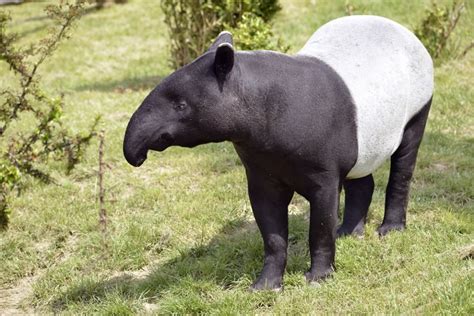 A Tapir These Plant Eaters Look Like Pigs But Are Related To Rhinos