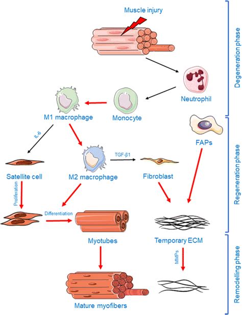 An Overview Of Skeletal Muscle Repair Following Injury Showing The