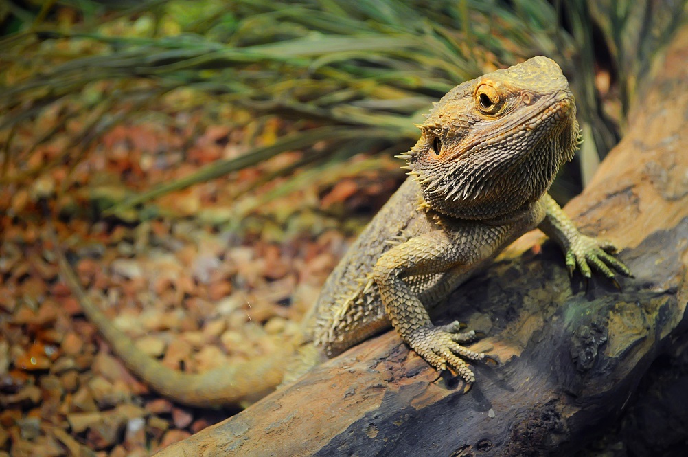 Bearded Dragon Home Idea Beardeddragonideas Bearded Dragon Habitat