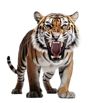 Bengal Tiger Majestic Roar Bengal Tiger Animal Transparent Png