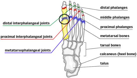 Big Toe Medical Term