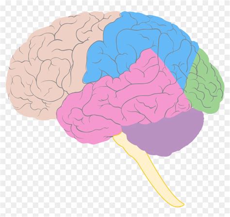 Brain Diagram Printable Jnjinstitute Com Bockimg09