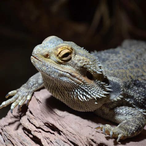 Budget Friendly Tips For A Perfect Bearded Dragon Home