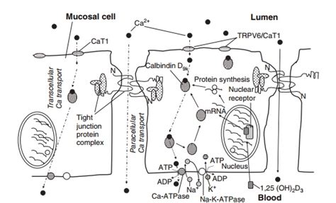 Calcium Absorption Transport Tissue Distribution Metabolic Function