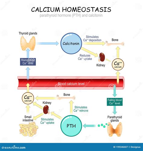 Calcium Metabolism