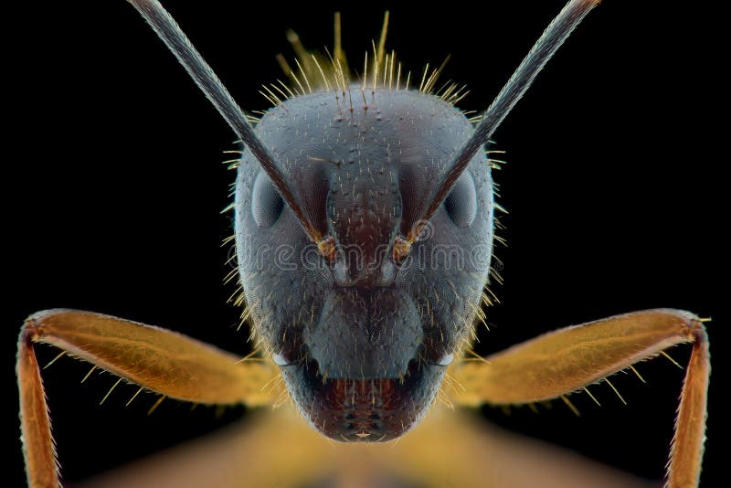 Close Up Of Ant Face