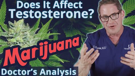 Does Marijuana Affect Testosterone Doctor S Analysis Youtube