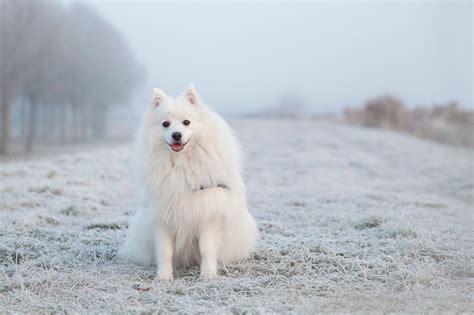 Dog Breeds That Thrive In Cold Weather Champions Of Chill