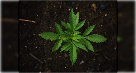 Effect Of Marijuana On Sperm Smoking Marijuana Causes Genetic Changes