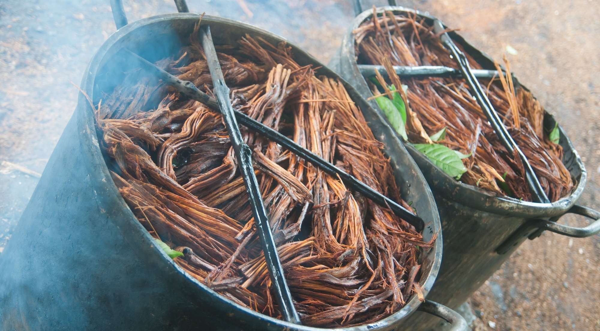 Everything You Need To Know About Ayahuasca And Ayahuasca Experiences