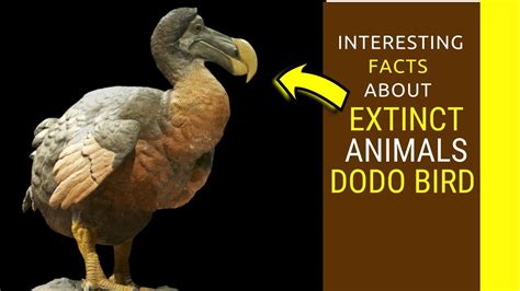 Extinct Animals Dodo Bird Facts Dodo Bird Information For Kids Youtube