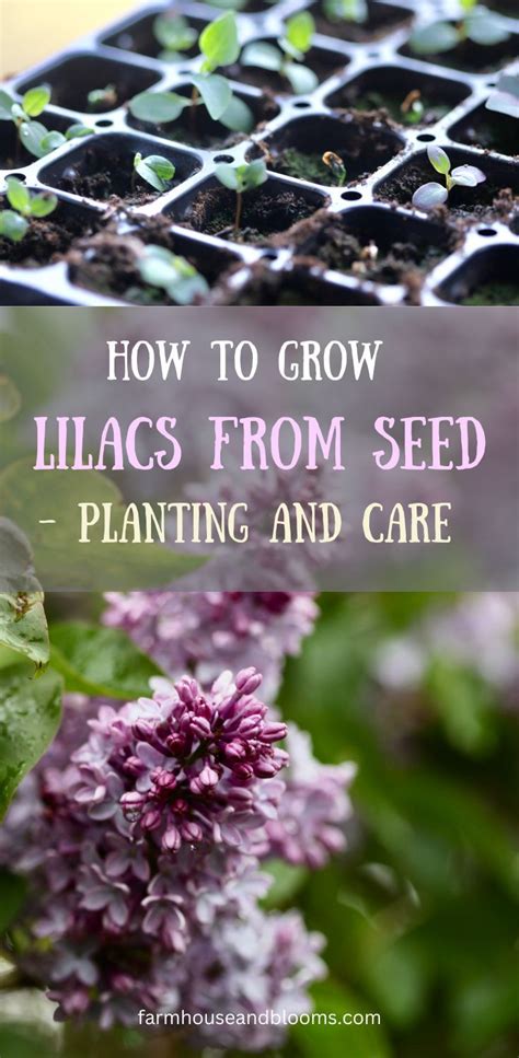 Growing Lilacs From Seed Planting And Care