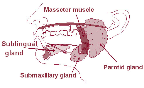 Head Neck Salivary Gland Cancer