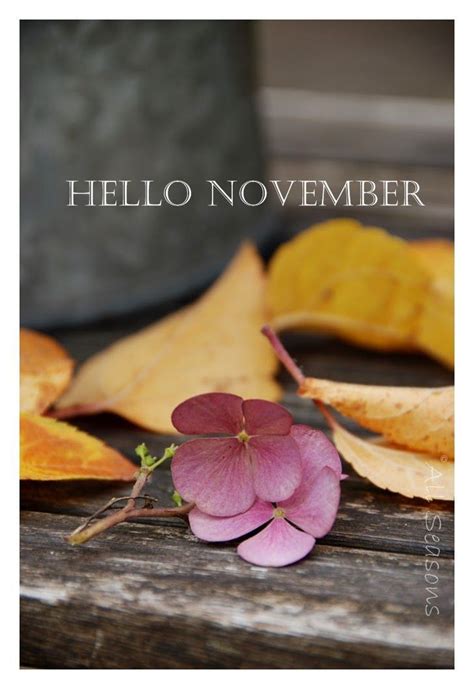 Hello November Pictures Photos And Images For Facebook Tumblr