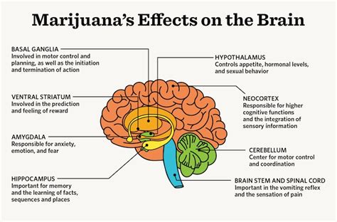 How Does Marijuana Affect The Brain Psychological Researchers Examine