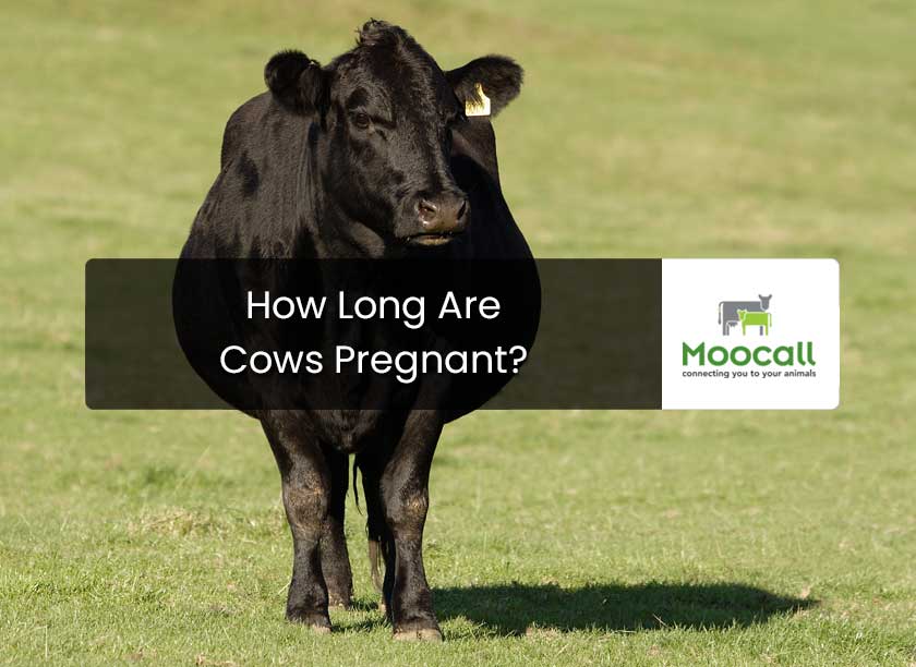 How Long Are Cows Pregnant