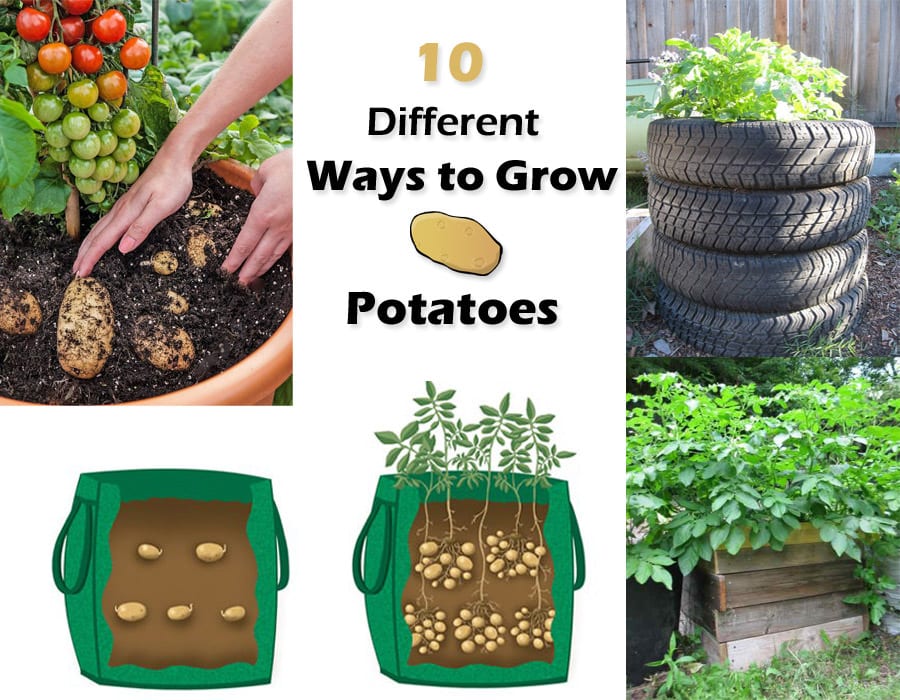 How Many Potatoes Can You Grow From One Potato A Comprehensive Guide