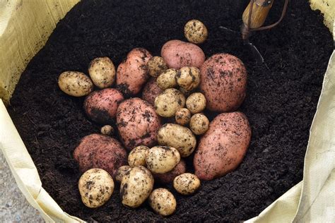 How To Grow Potatoes In Bags Thompson Morgan