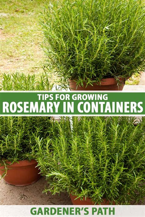 How To Grow Rosemary In Pots And Containers Gardener S Path