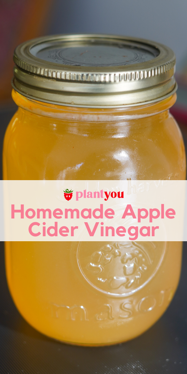 How To Make Homemade Apple Cider Vinegar With The Mother Update 1