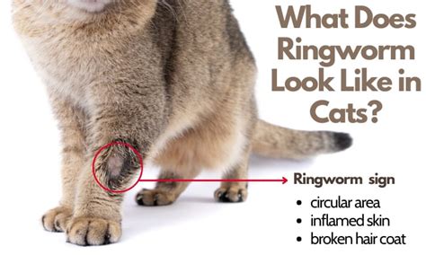 How To Tell If My Cat Has Ringworm 5 Signs How To Treat