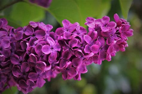 How When To Plant Lilac Bushes 5 Simples Steps House Grail