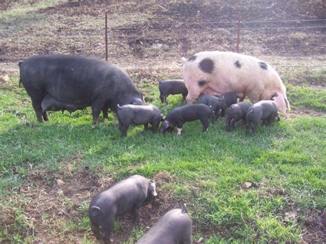 Hybrid Heritage Feeder Pigs