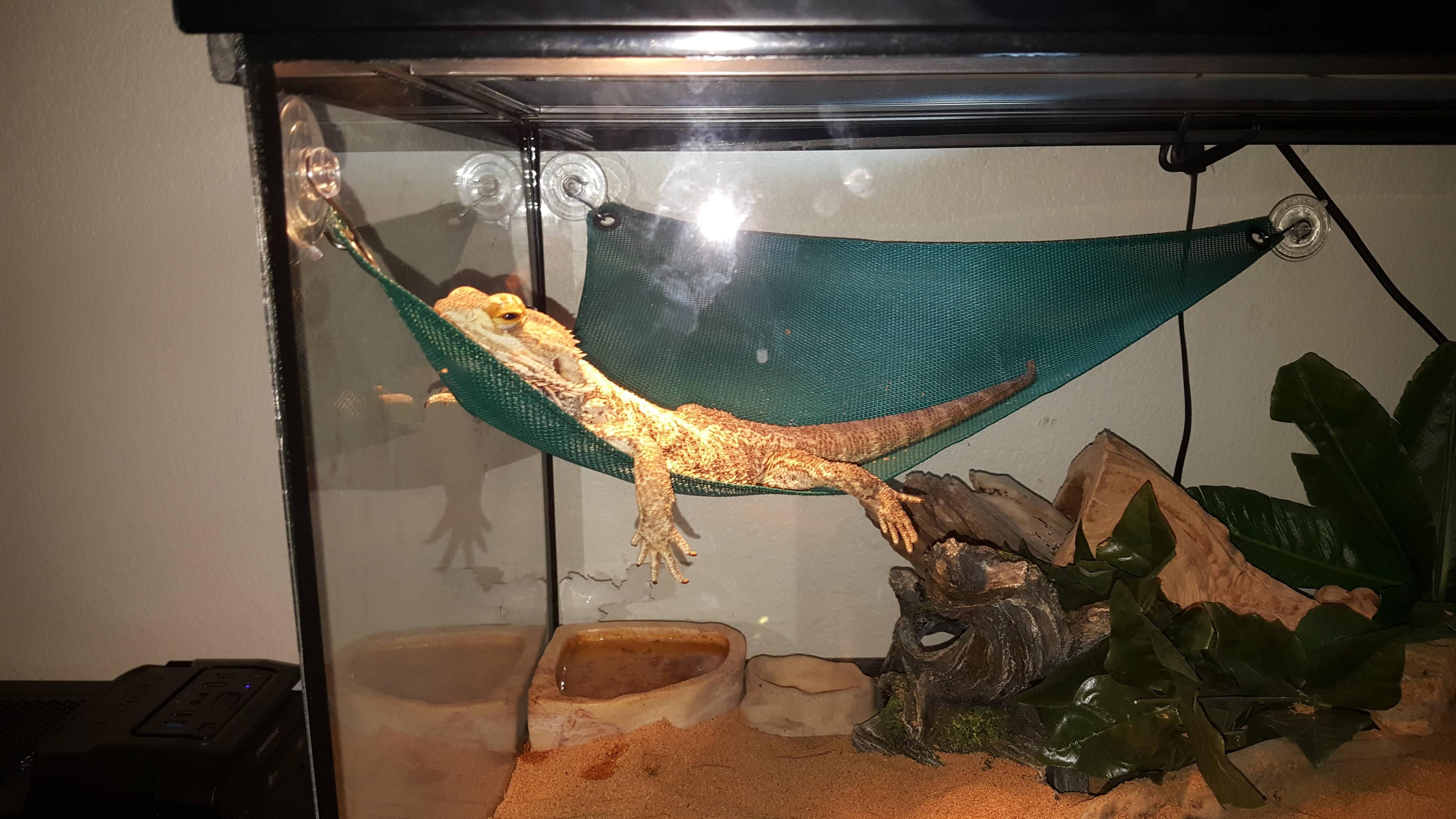 I Got My Bearded Dragon A Hammock I Think He Likes It Http Ift Tt