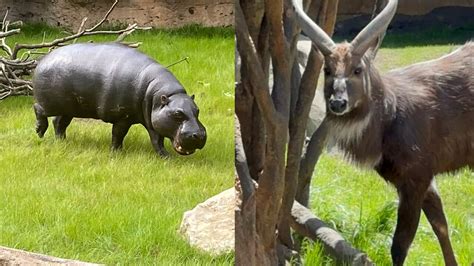 John Ball Zoo Pygmy Hippo Attacks Kills Sitatunga Ahead Of Exhibit Opening