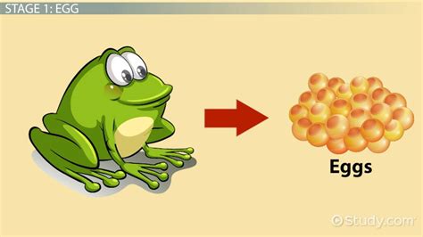 Life Cycle Of A Toad Lesson For Kids Lesson Study Com