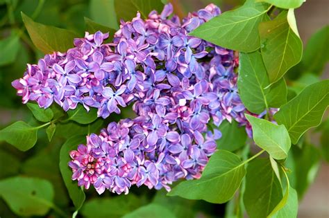 Lilac Bush Facts Flowers How To Grow It Care Tips Pictures