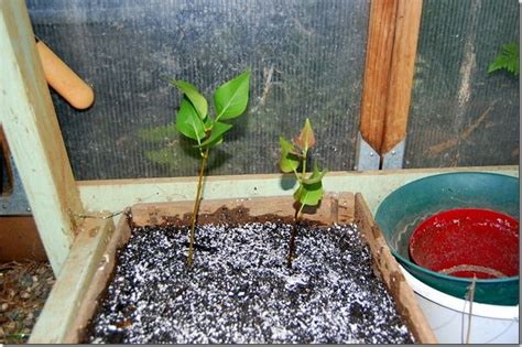 Lilacs And Rooting Cuttings Faire Une Bouture Boutures Jardinage