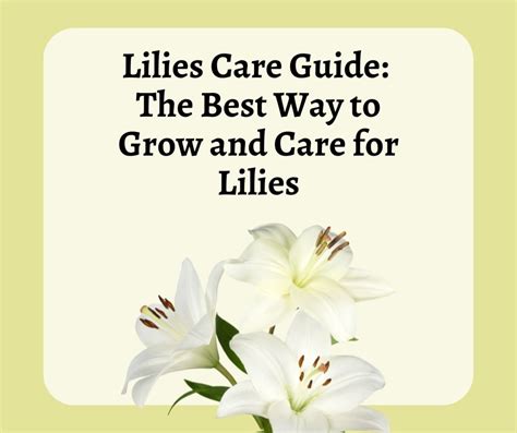 Lilies Care Guide The Best Way To Grow And Care For Lilies