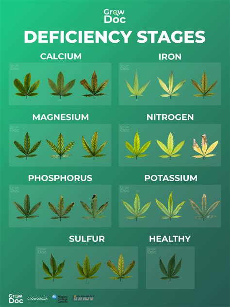 Marijuana Deficiency Chart