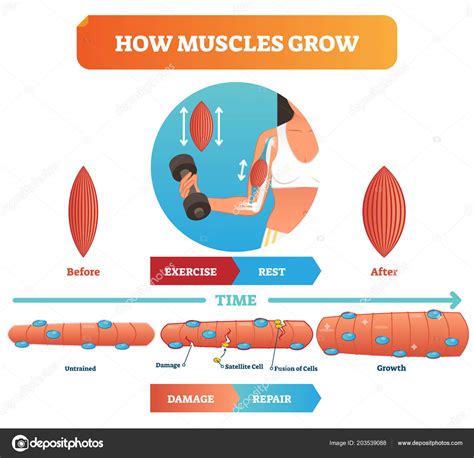 Muscle Tissue After Working Out