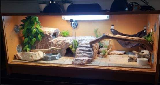 Naturalistic Bearded Dragon Setup Youtube