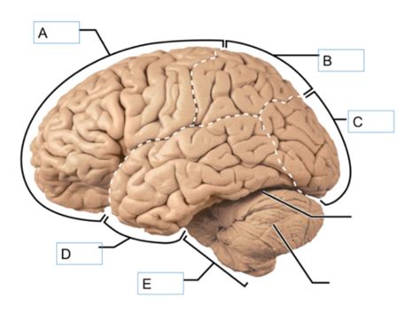 Neuro Flashcards Quizlet