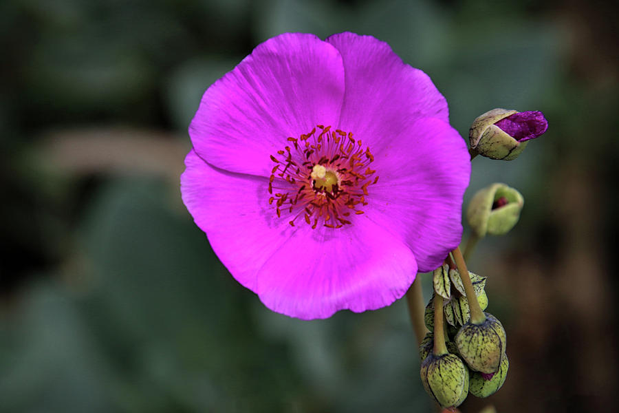 Perfect Poppy Photograph By Diana Haronis Fine Art America